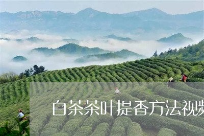 白茶茶叶提香方法视频/2023100770704