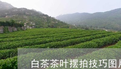 白茶茶叶摆拍技巧图片欣赏/2023110818148