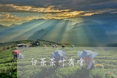 白茶茶叶有啥/2023052193049