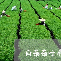 白茶茶叶有的发黄有的发霉/2023110891505