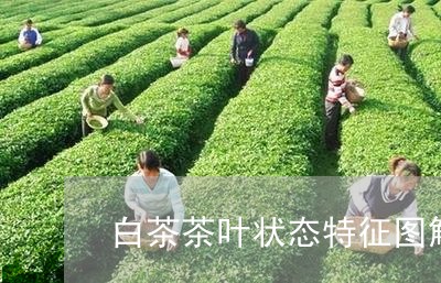 白茶茶叶状态特征图解视频/2023110862807