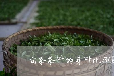 白茶茶叶的芽叶比例图解/2023110191827