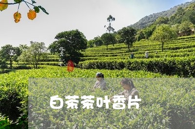 白茶茶叶香片/2023073143826