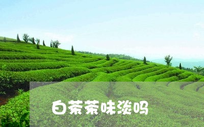 白茶茶味淡吗/2023052173138