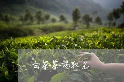 白茶茶场取名/2023052186173