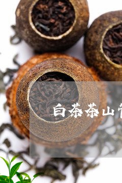 白茶茶山管理/2023052167158