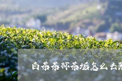 白茶茶杯茶垢怎么去除/2023100701794