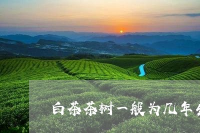 白茶茶树一般为几年生的/2023110152503