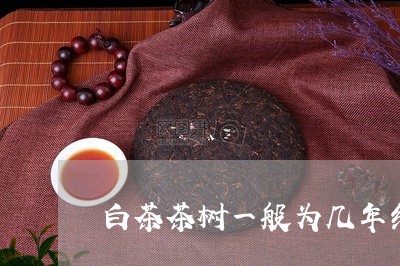 白茶茶树一般为几年结果/2023110140682