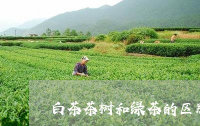 白茶茶树和绿茶的区别/2023100791925