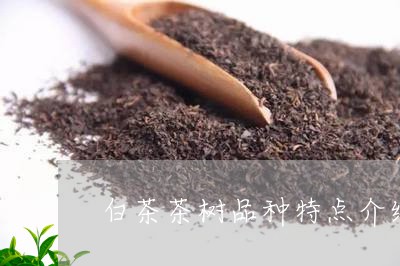 白茶茶树品种特点介绍视频/2023110733959