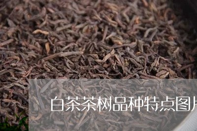 白茶茶树品种特点图片介绍/2023110750291