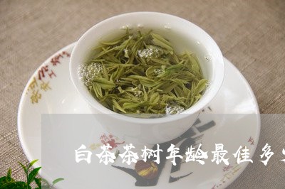 白茶茶树年龄最佳多少/2023100728281