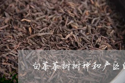 白茶茶树树种和产区的区别/2023110727171