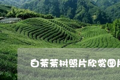 白茶茶树照片欣赏图片/2023100772715