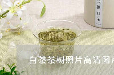 白茶茶树照片高清图片大全/2023110780493