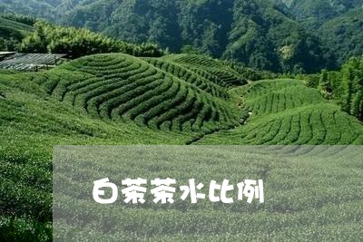 白茶茶水比例/2023052107683