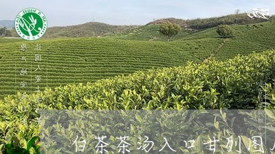 白茶茶汤入口甘列图片/2023100759794