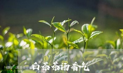 白茶茶汤香气/2023052180603