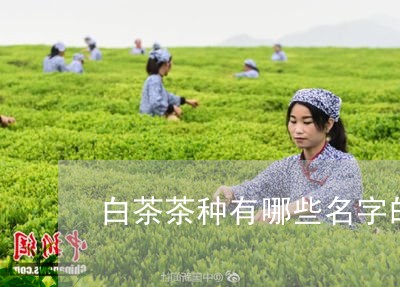 白茶茶种有哪些名字的茶/2023103109404