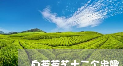 白茶茶艺十二个步骤/2023082491591