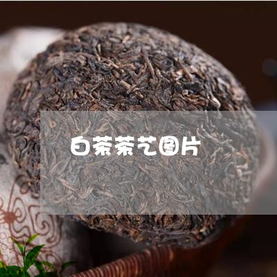 白茶茶艺图片/2023052122714