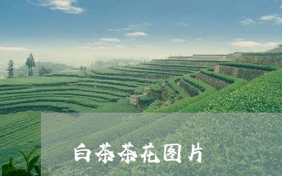 白茶茶花图片/2023052161037