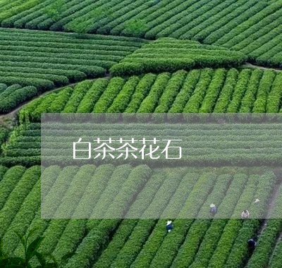 白茶茶花石/2023051061326