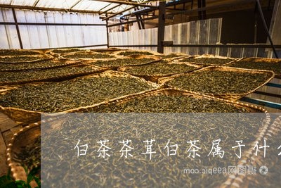 白茶茶茸白茶属于什么茶/2023103137259