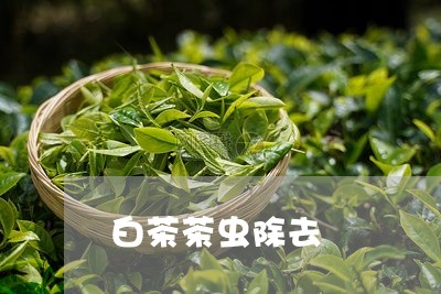 白茶茶虫除去/2023052174249