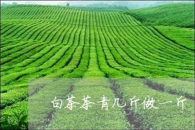 白茶茶青几斤做一斤/2023082416083