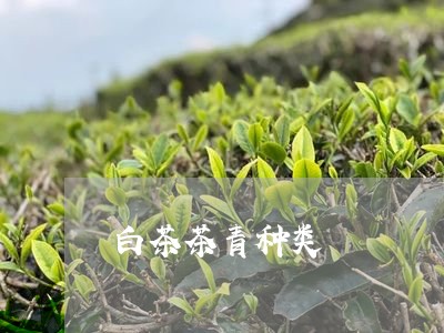 白茶茶青种类/2023052183825