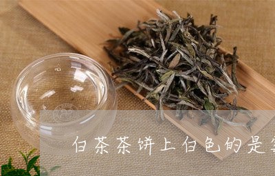 白茶茶饼上白色的是霉吗/2023082687369