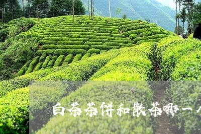 白茶茶饼和散茶哪一个更好/2023110867262