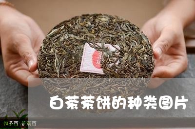 白茶茶饼的种类图片/2023082481795