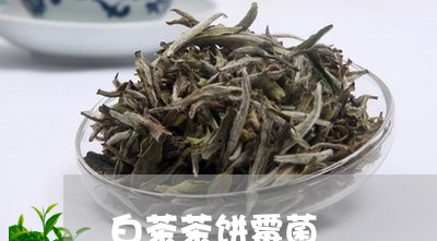 白茶茶饼霉菌/2023052195148