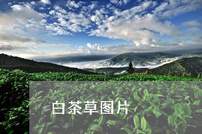 白茶草图片/2023051042817