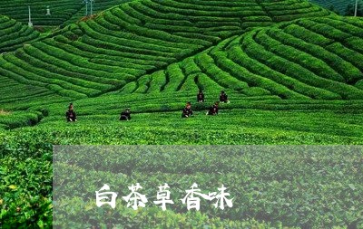 白茶草香味/2023051016270