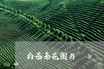 白茶荼花图片/2023052102626