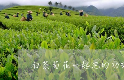 白茶菊花一起泡的功效与作用禁忌/2023111595251