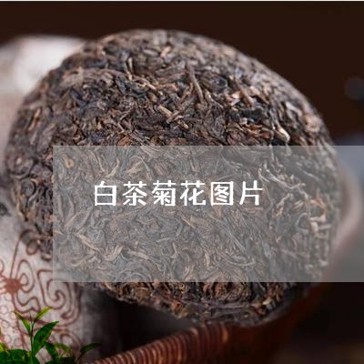 白茶菊花图片/2023052108261