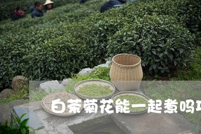 白茶菊花能一起煮吗功效/2023082582726