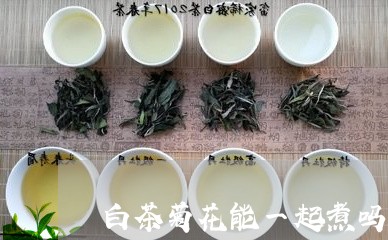 白茶菊花能一起煮吗百度/2023082540592