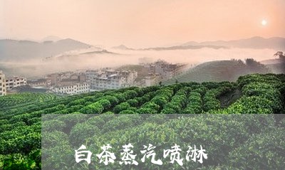 白茶蒸汽喷淋/2023052115947