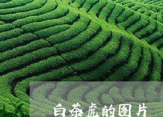 白茶虎的图片/2023052171596