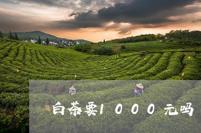 白茶要1000元吗/2023121506070