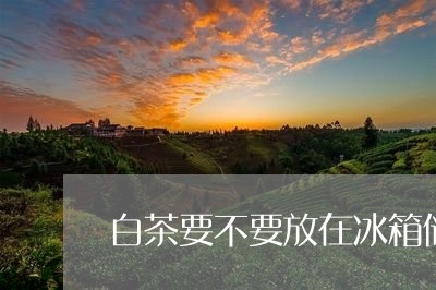 白茶要不要放在冰箱储存/2023110129271