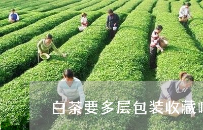 白茶要多层包装收藏吗/2023100711304