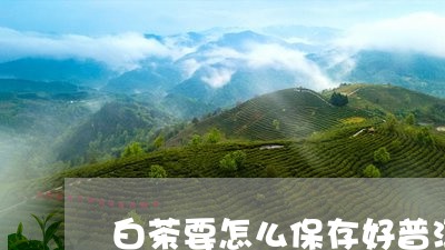 白茶要怎么保存好普洱生茶保存方法/2023060312694