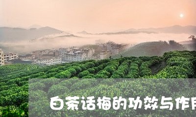 白茶话梅的功效与作用禁忌/2023110792606